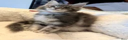 Maine Coon cats for sale: Stunning MaineCoon kittens  in Manchester - Advert 26