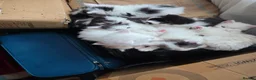 Mixed Breed cats for sale: Cats for sale  - Advert 5