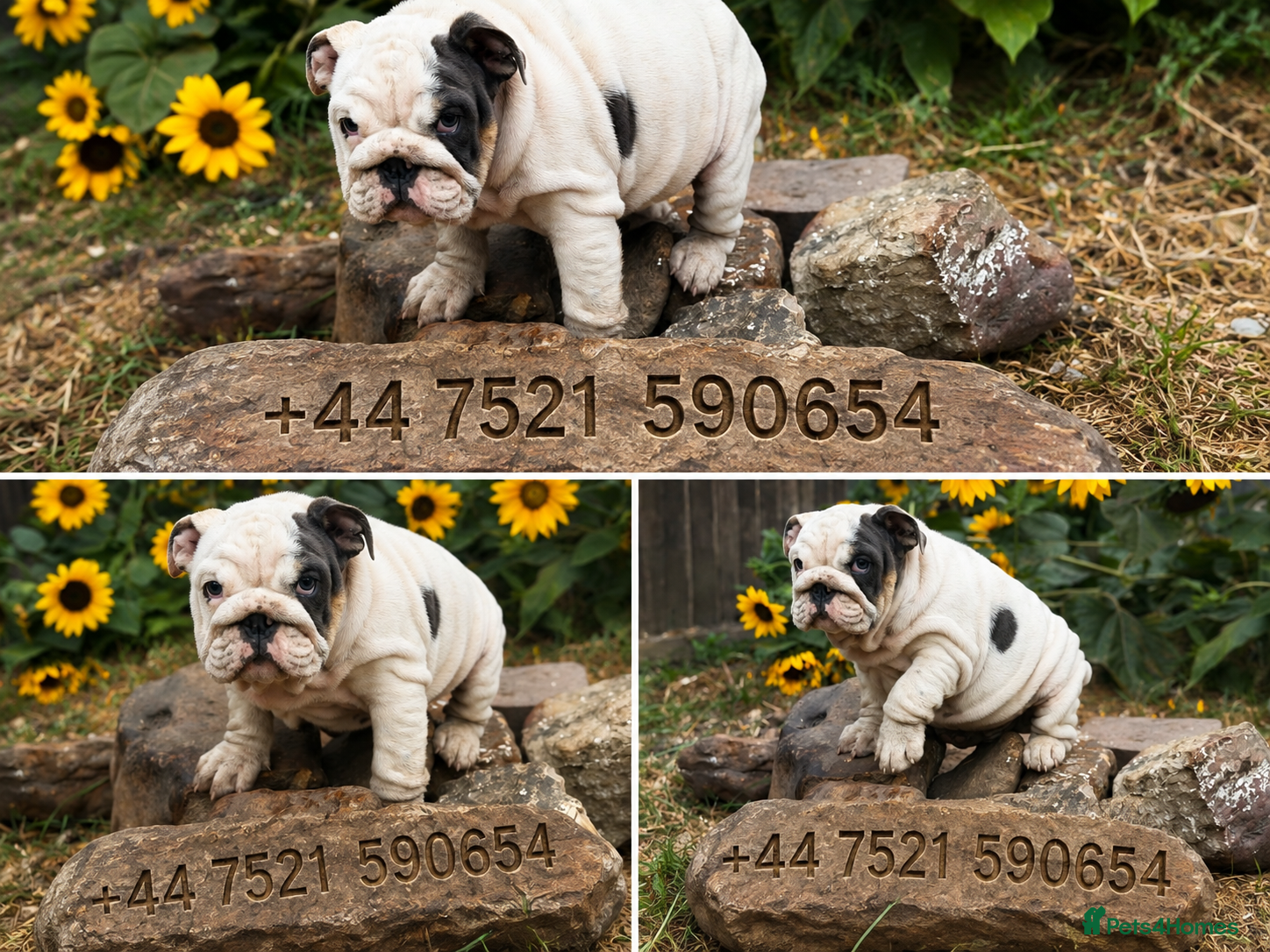 English Bulldog dogs Rare mini english bulldogs  - Advert 2