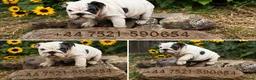 English Bulldog dogs for sale: Rare mini english bulldogs  - Advert 2