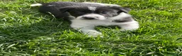 Border Collie dogs for sale: Working Border collie puppies  - Advert 35