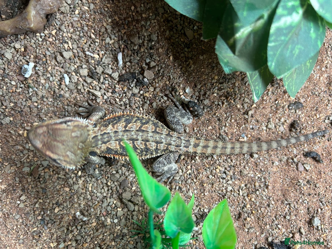 Bearded Dragon reptiles for sale: baby bearded dragons  - Image 7