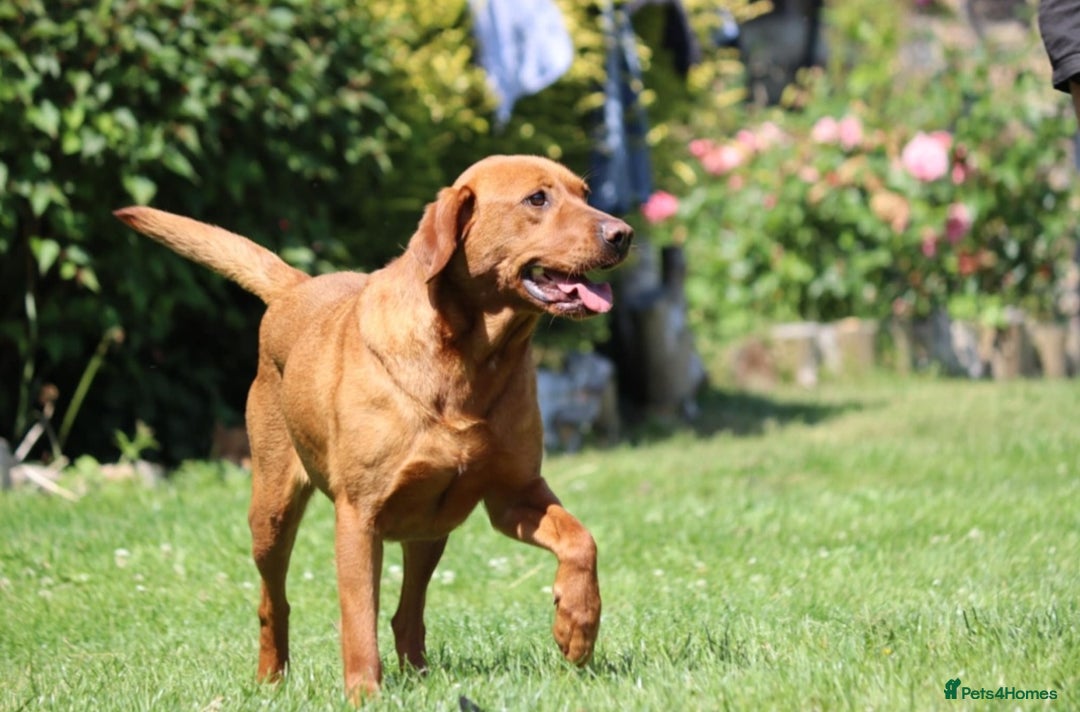 Labrador Retriever dogs for sale: 🌟🌟2 girls left black and yellow🌟🌟 - Image 6