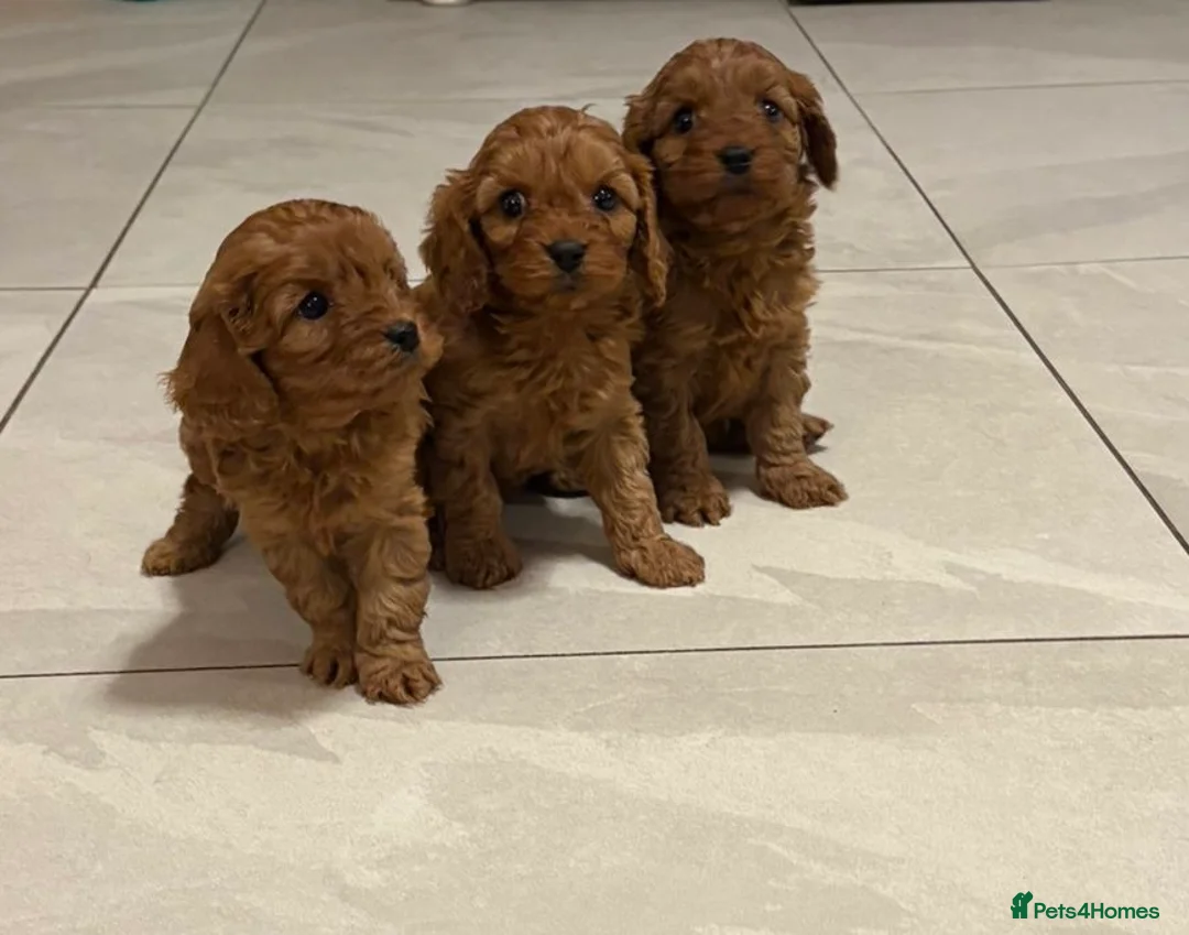 Cavapoo dogs for sale: stunning full ruby F1 Cavapoos for sale - Advert 1