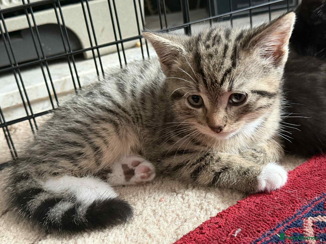 Mixed Breed cats for sale: 4 male kittens  - Image 4