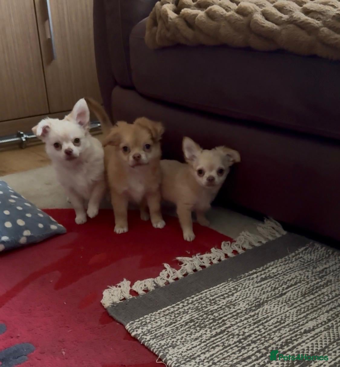 Chihuahua dogs CHIHUAHUA boys ready - Advert 2