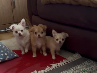 Chihuahua dogs CHIHUAHUA boys ready - Advert 8