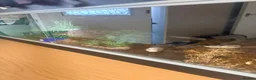 Python Snake reptiles for sale: Pied Royal Python & Full Setup – £400 ONO in Eastbourne - Advert 5