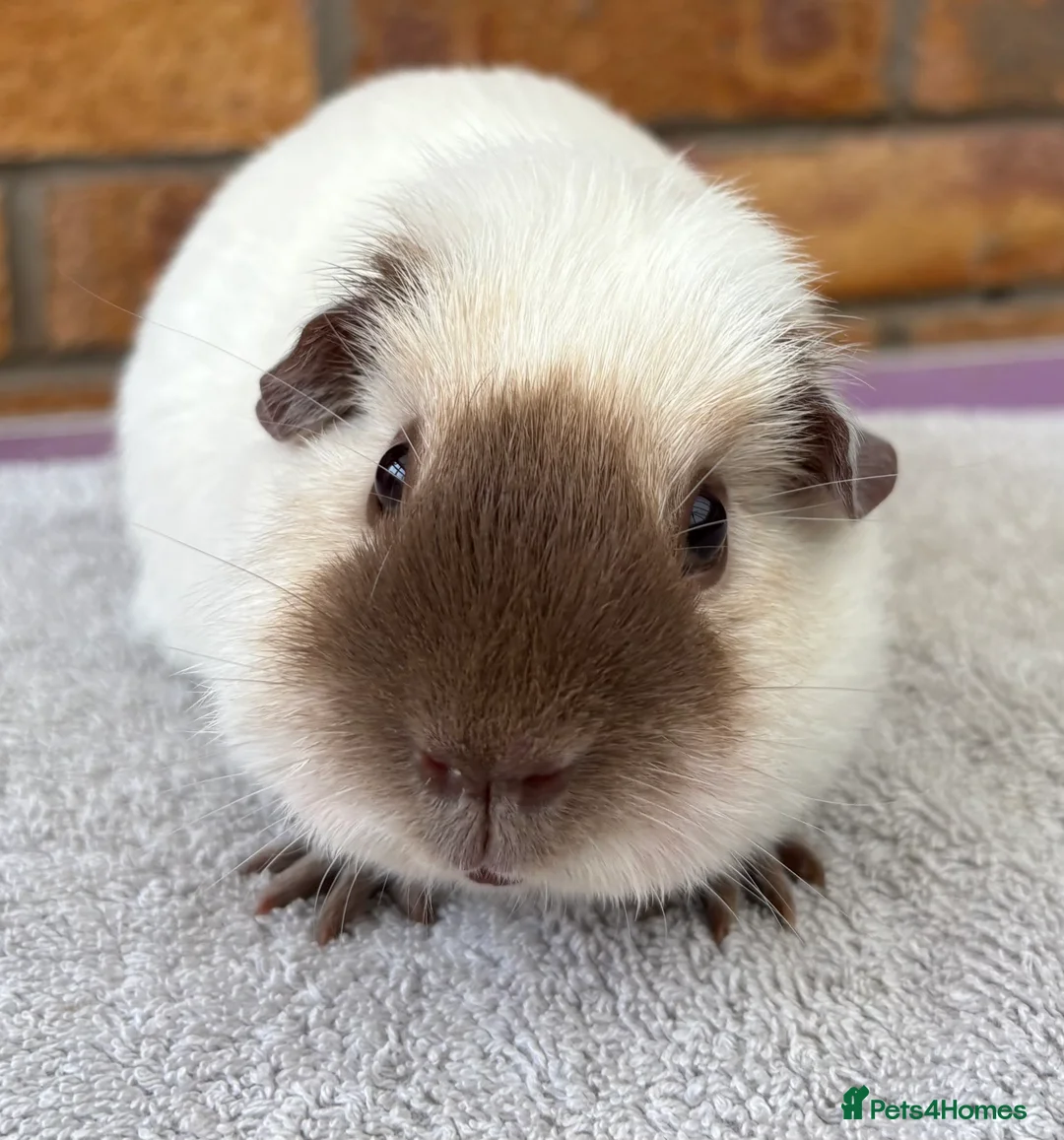 Guinea Pig rodents for sale: Californian bonded boys - Advert 2