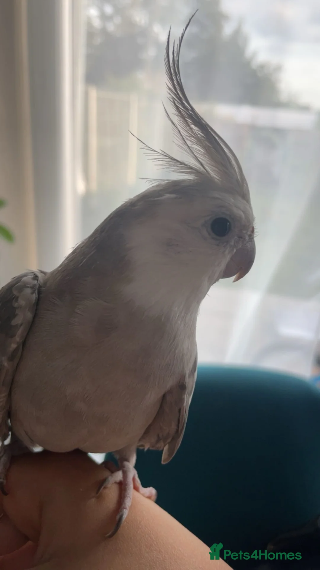 Cockatiels birds for sale: Teddy for a good home - Advert 1