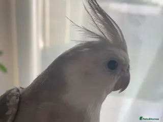 Cockatiels birds Teddy for a good home - Advert 1