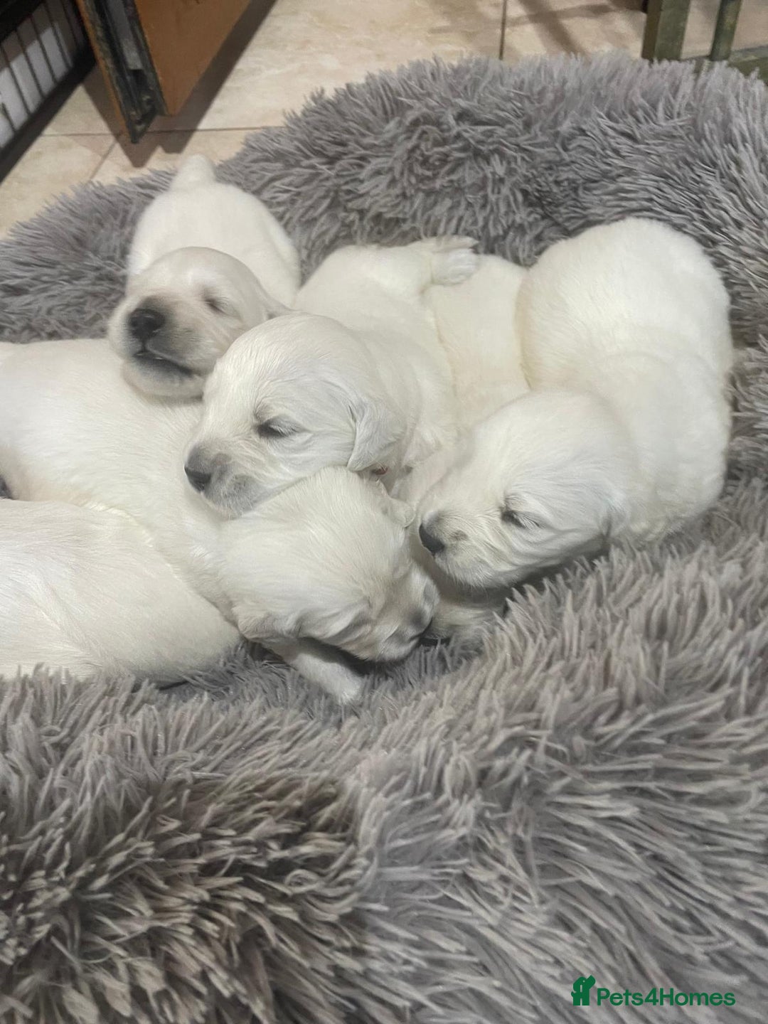 Golden Retriever dogs for sale: Golden retriever puppy’s from licensed breeder - Image 3