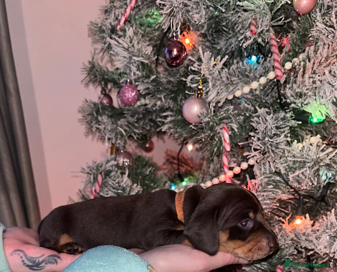 Miniature Dachshund dogs for sale: Only 3 chocolate drops left, ready now  - Advert 7