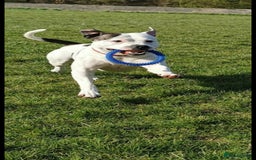 Staffordshire Bull Terrier dogs for sale: 🐾 Beautiful Staffordshire Bull Terrier Puppies 🐾 - Image 28