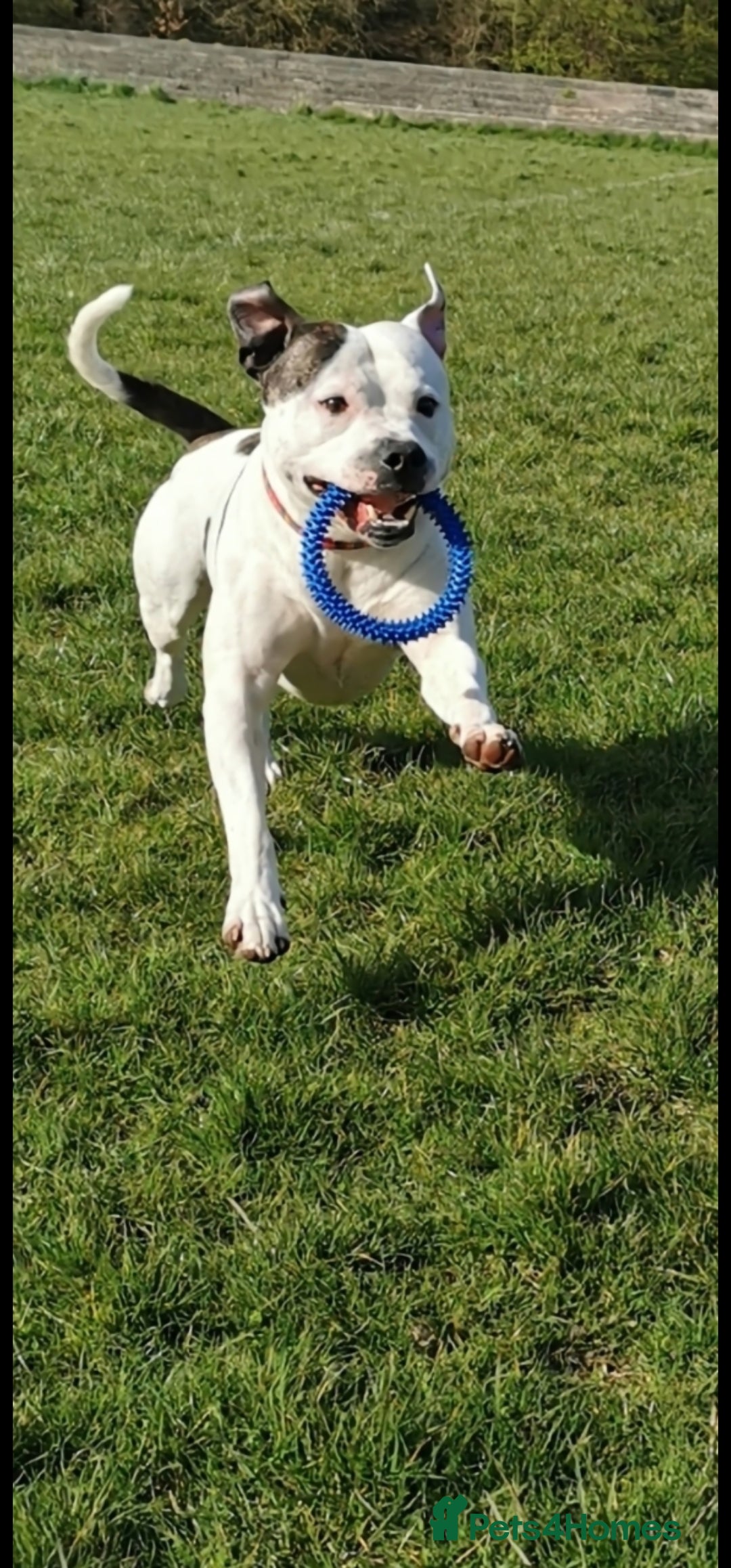 Staffordshire Bull Terrier dogs for sale: 🐾 Beautiful Staffordshire Bull Terrier Puppies 🐾 - Image 28