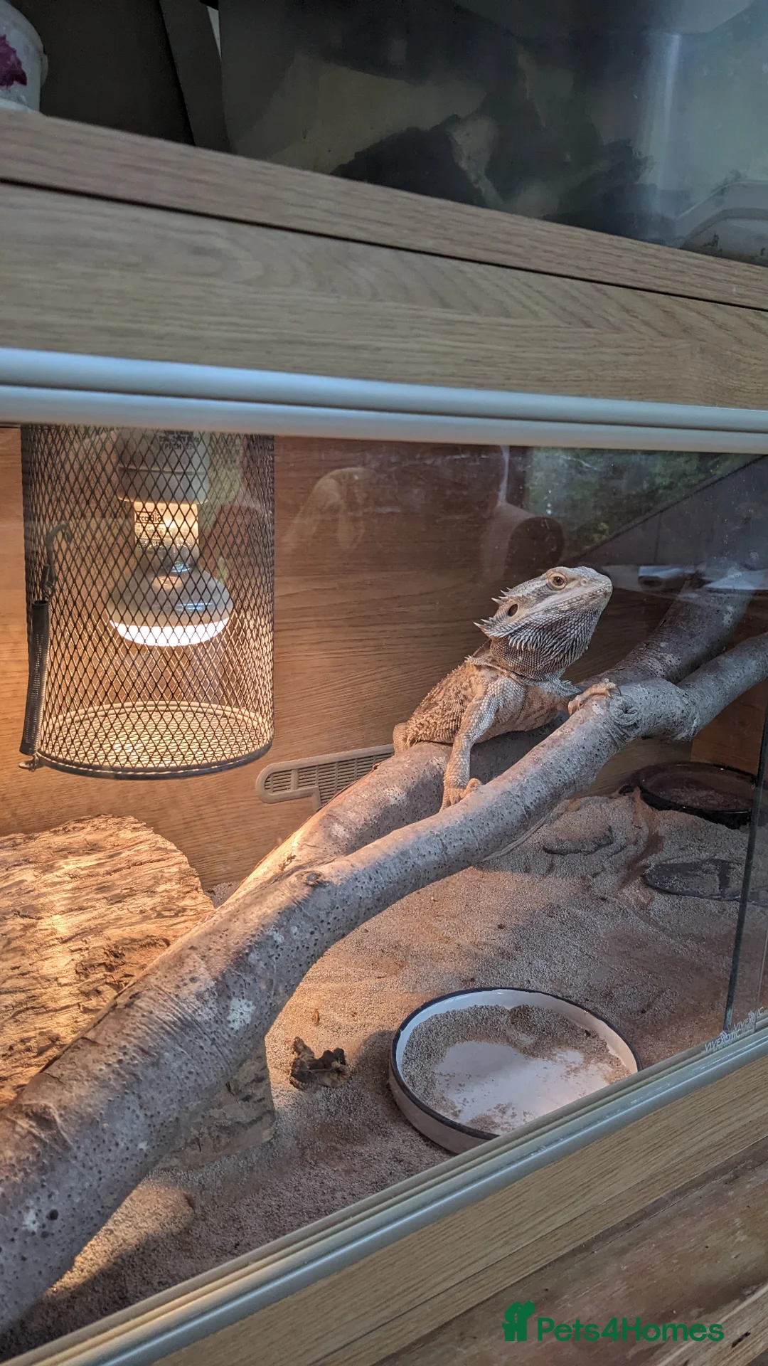 Bearded Dragon reptiles for sale: Bearded dragon  in Beaminster - Advert 2