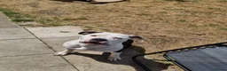 American Bulldog dogs for sale: American bulldog in Sheffield - Advert 1