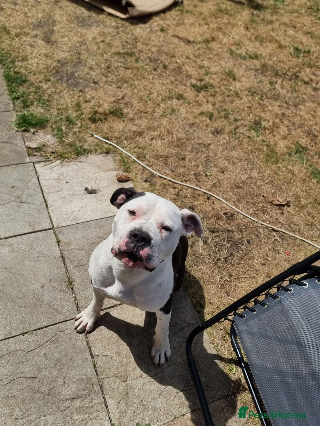 American Bulldog dogs for sale: American bulldog in Sheffield - Advert 1