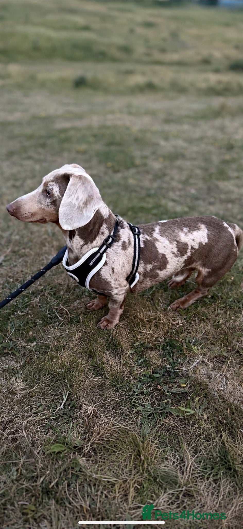 Miniature Dachshund dogs Ralph  - Advert 1
