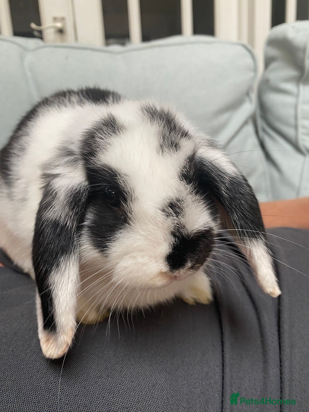 Mini Lop rabbits for sale: Male mini lop for sale - Image 3