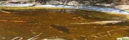 Koi Carp fish for sale: Adult koi carpe for sale sevenoaks in Sevenoaks - Advert 2