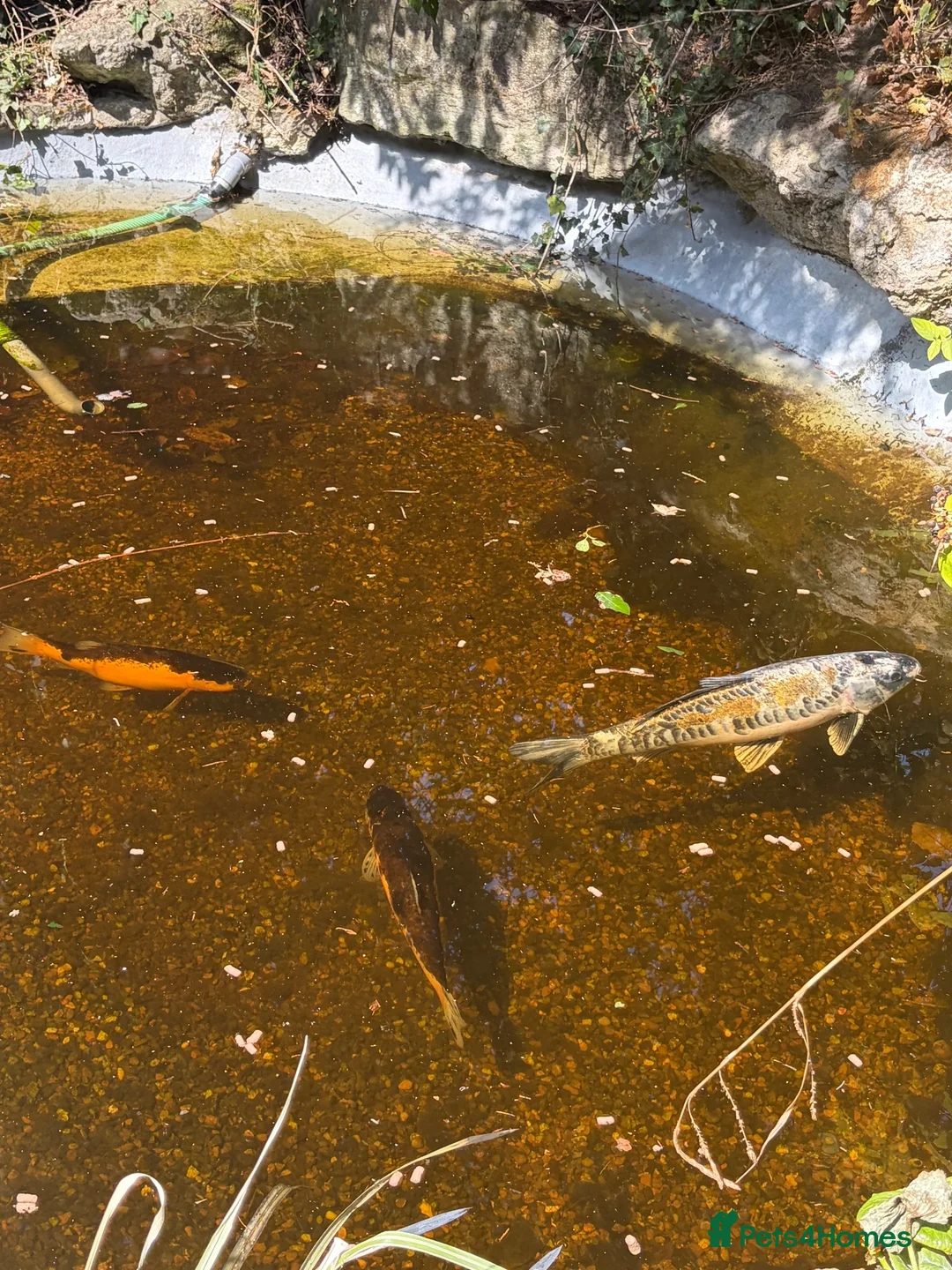 Koi Carp fish for sale: Adult koi carpe for sale sevenoaks in Sevenoaks - Advert 2