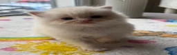 Ragdoll cats for sale: Full TICA Reg Ragdolls - Advert 11