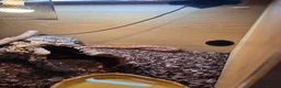 Corn Snake reptiles for sale: Corn Snake with full set up. - Advert 4