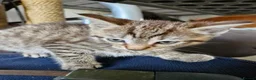 Mixed Breed cats for sale: Pebbles - Advert 8