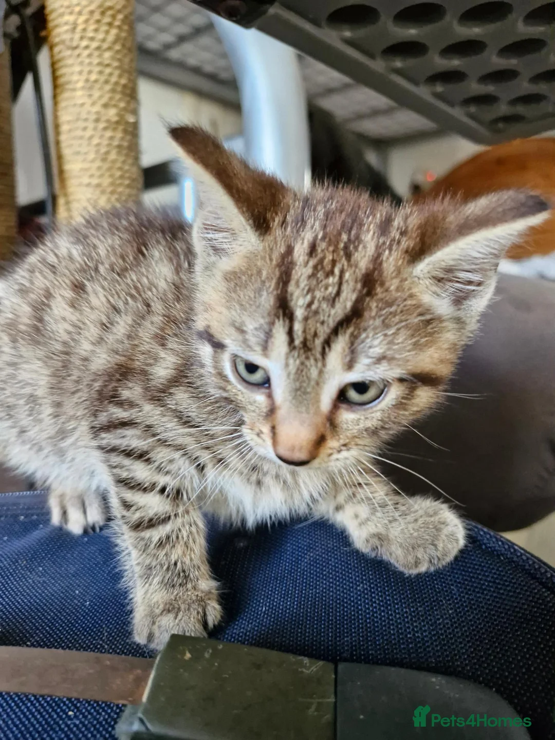 Mixed Breed cats for sale: Pebbles - Advert 8
