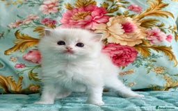 Ragdoll cats for sale: 1 boy 3 girls  - Image 11