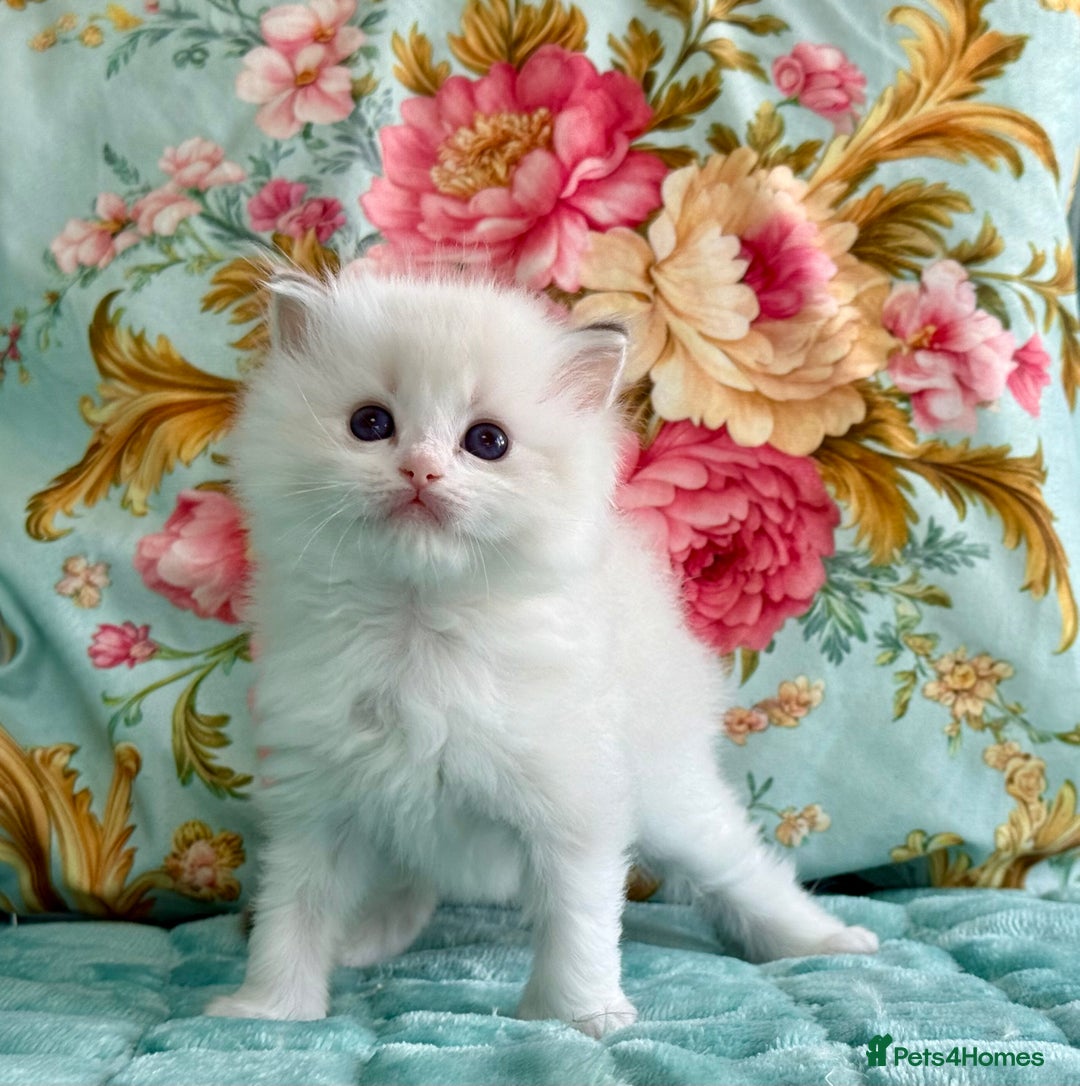 Ragdoll cats for sale: 1 boy 3 girls  - Image 11