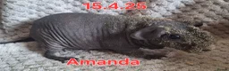 Guinea Pig rodents for sale: Skinny pig sows - Advert 9