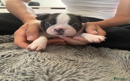 Boston Terrier dogs for sale: KC Registered 🐕❤️🏠 Puupy 🐕💙🏠Boston Terrier  - Image 8