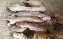 Golden Retriever dogs for sale: Stunning Top Quality Lines Golden Retriever Pups - Image 6
