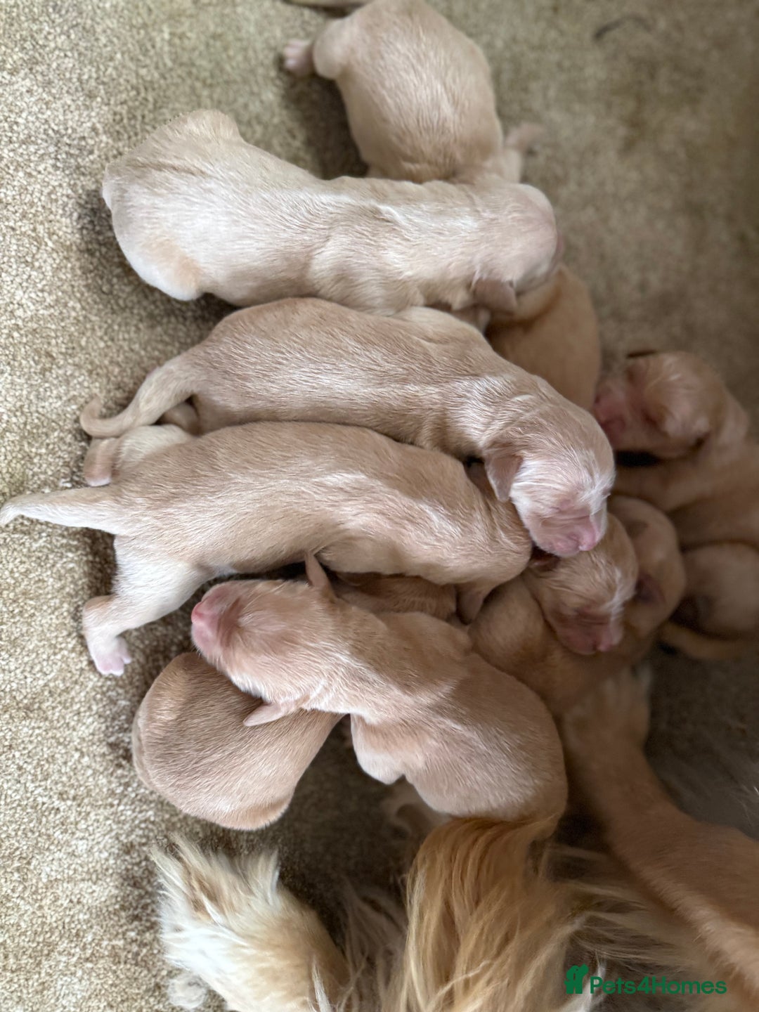 Golden Retriever dogs for sale: Stunning Top Quality Lines Golden Retriever Pups - Image 6