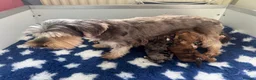 Yorkshire Terrier dogs for sale: Super Health tested Ocean Pearl /coloured Yorkies  - Advert 34