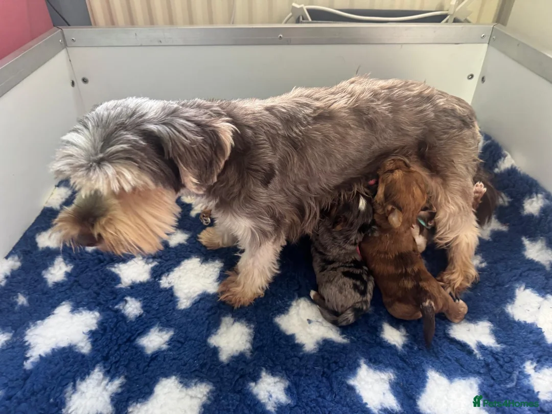Yorkshire Terrier dogs for sale: Super Health tested Ocean Pearl /coloured Yorkies  - Advert 34
