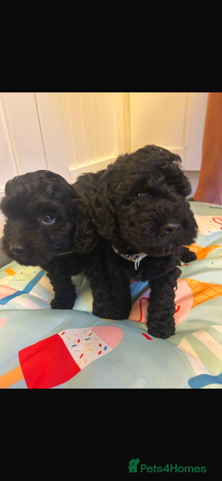 Cockapoo dogs Outstanding cockerpoo puppies  - Advert 2