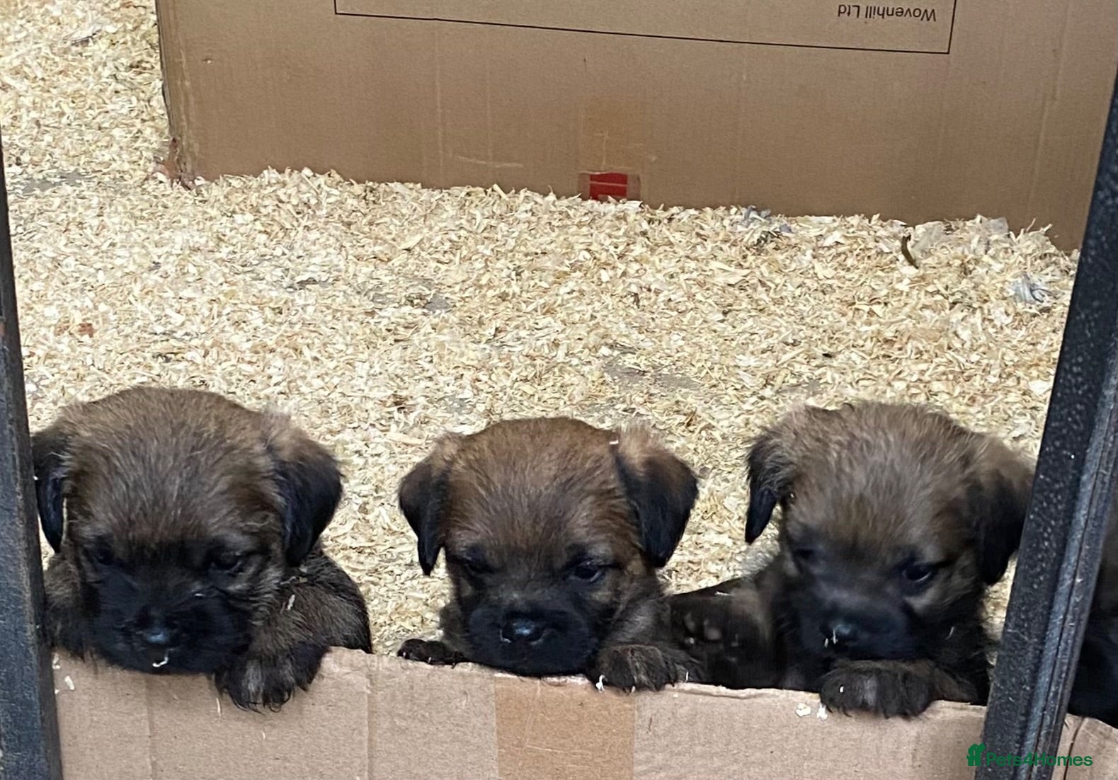 Border Terrier dogs Border terrier puppies - Advert 12
