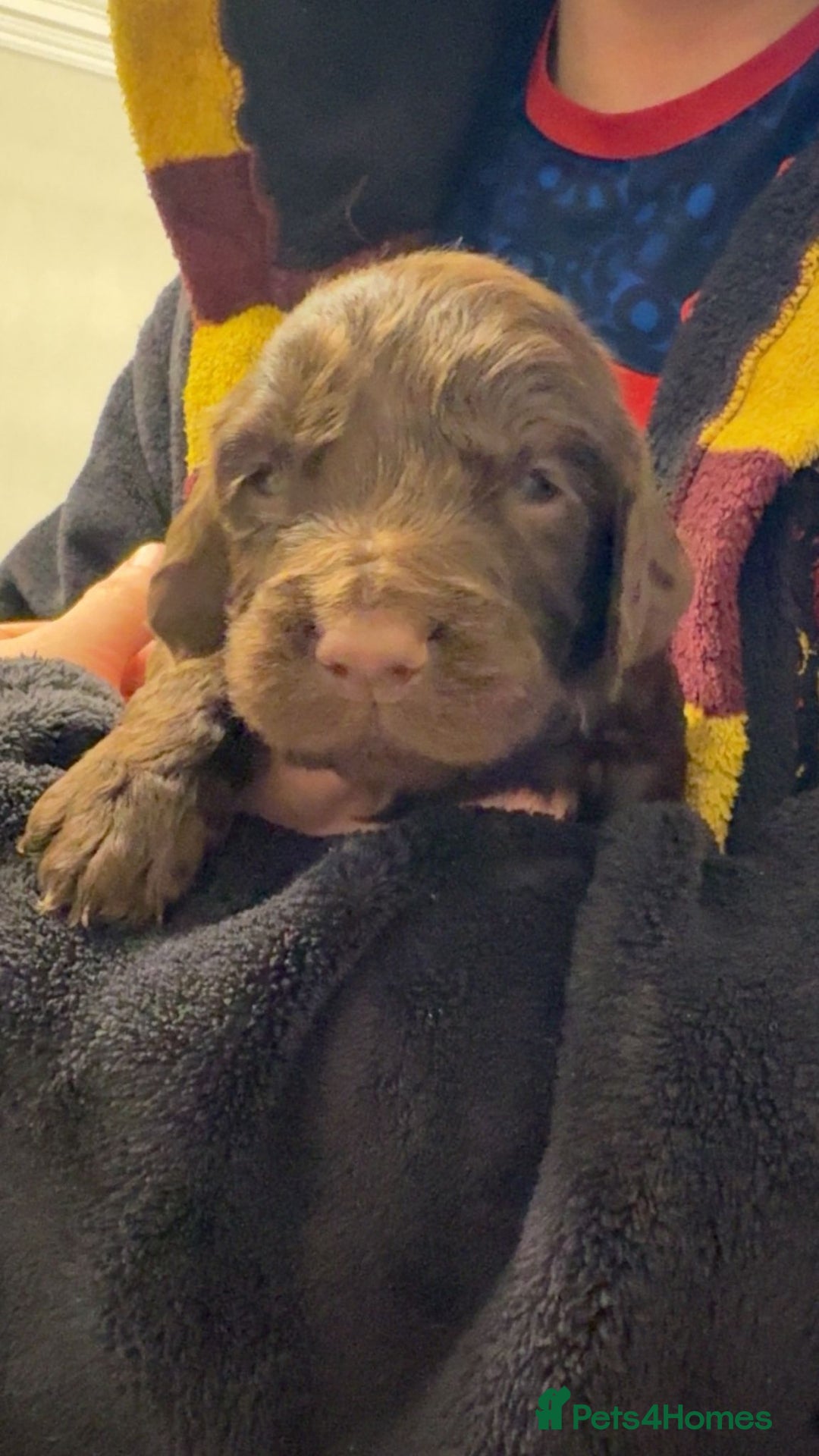 Cocker Spaniel dogs for sale: Cocker spaniel puppies - Advert 12