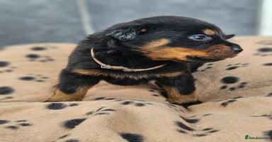 Rottweiler dogs - Advert 6