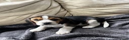 Beagle dogs for sale: Tri colour beagle puppies - Advert 6