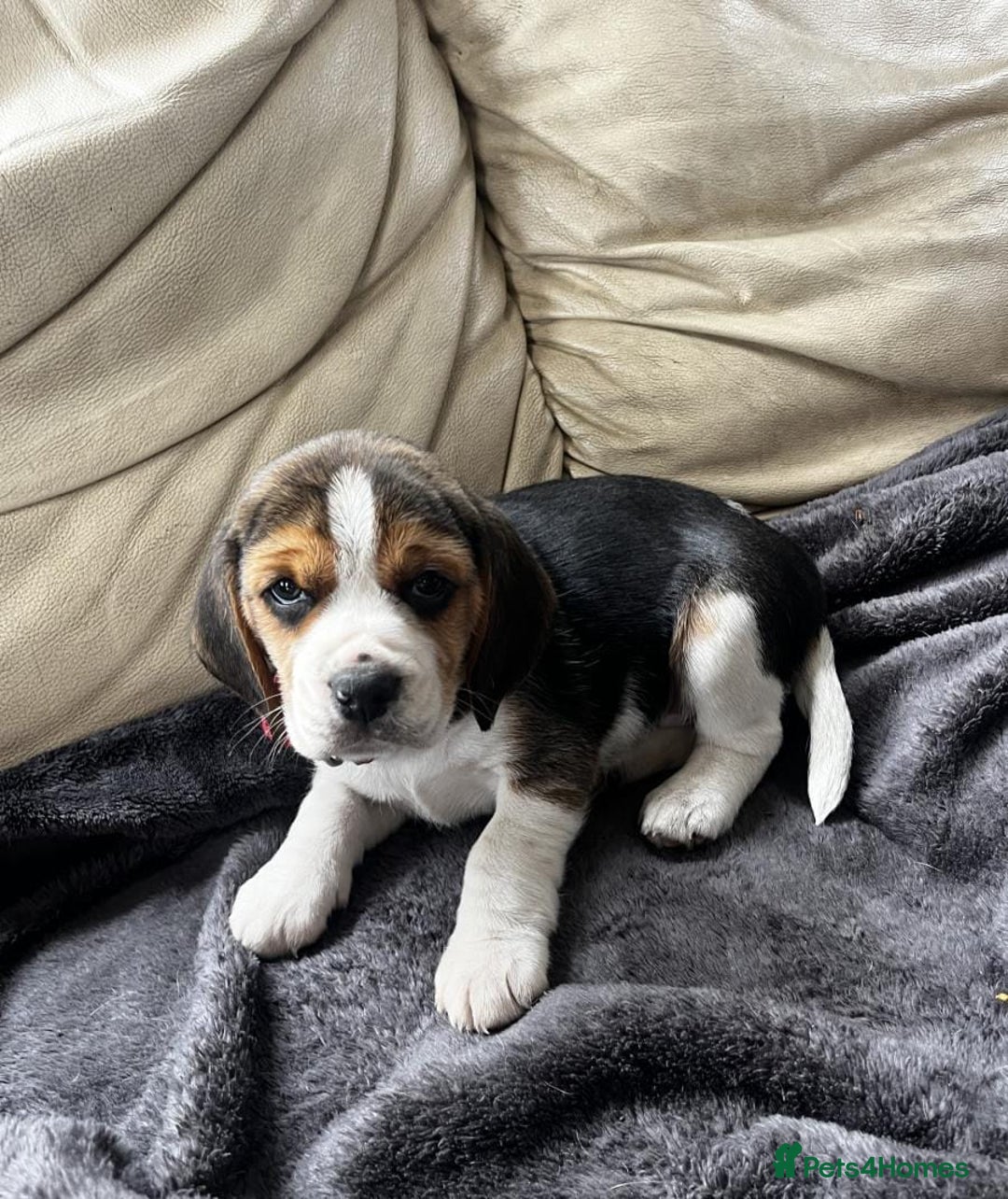 Beagle dogs for sale: Tri colour beagle puppies - Advert 6
