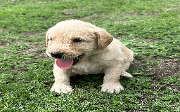 Labradoodle dogs for sale: Gorgeous F1b Labradoodle Puppies for loving homes. - Image 20