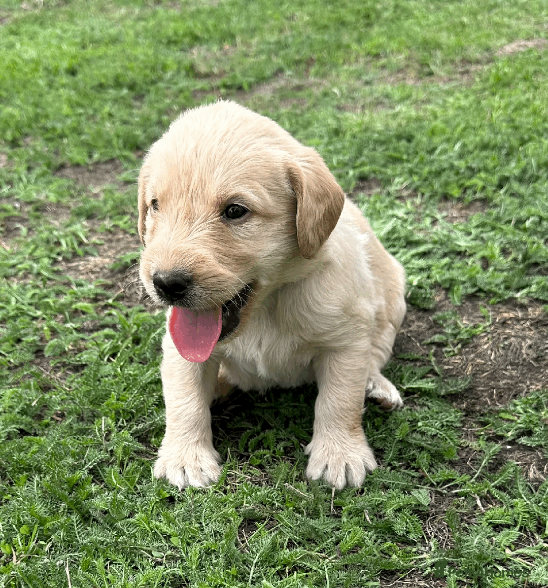 Labradoodle dogs for sale: Gorgeous F1b Labradoodle Puppies for loving homes. - Image 20