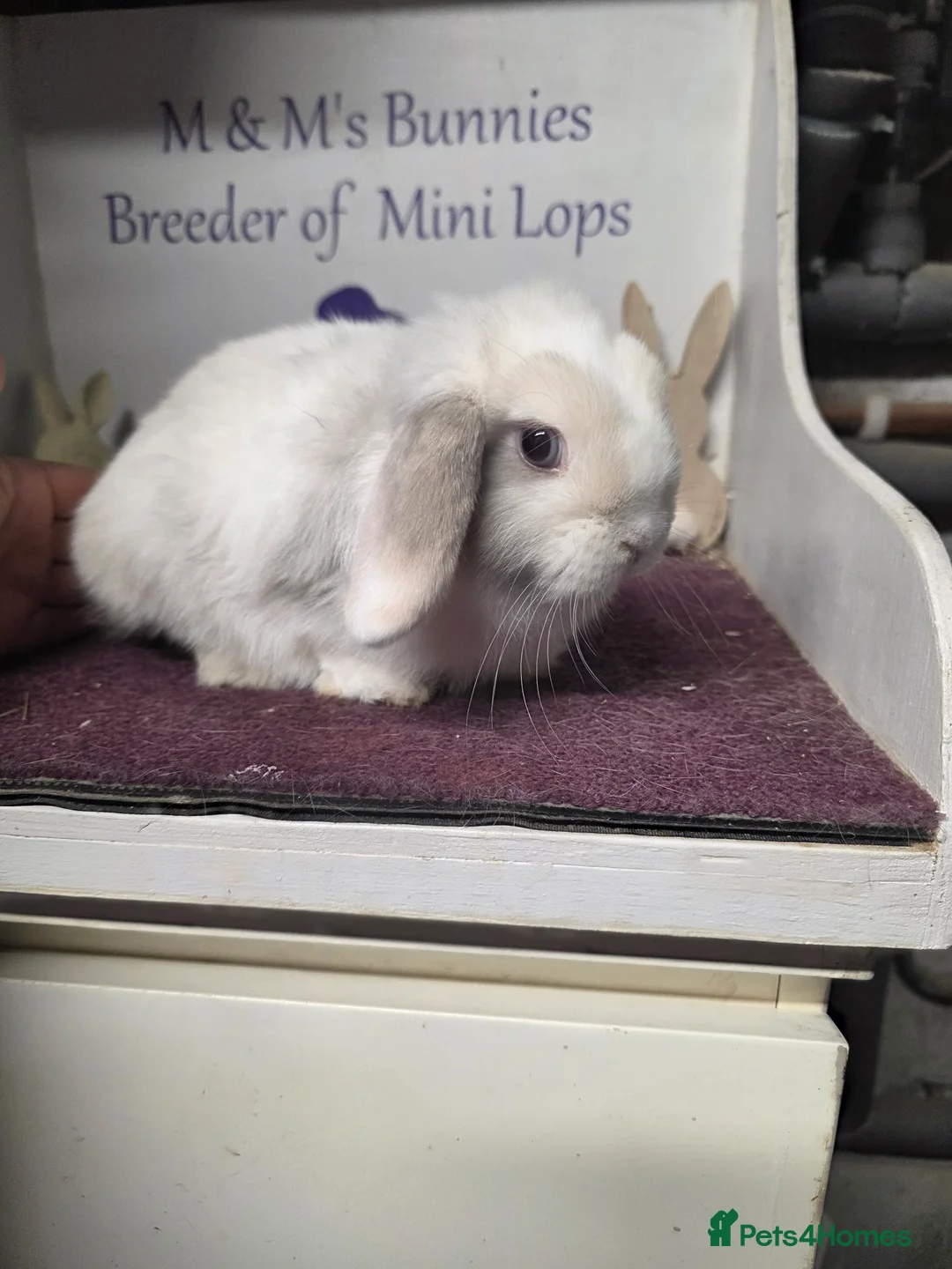 Mini Lop rabbits for sale: Mini Lop Lilac Pointed Magpie Doe - Advert 7