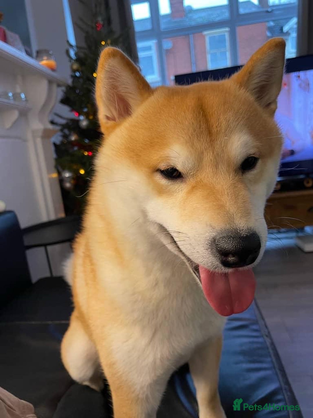 Japanese Shiba Inu dogs for stud: 18 months old Japanese Shiba Inu Stud Available - Image 12