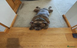 Staffordshire Bull Terrier dogs for stud: Blue/brindle Staffy  - Image 3