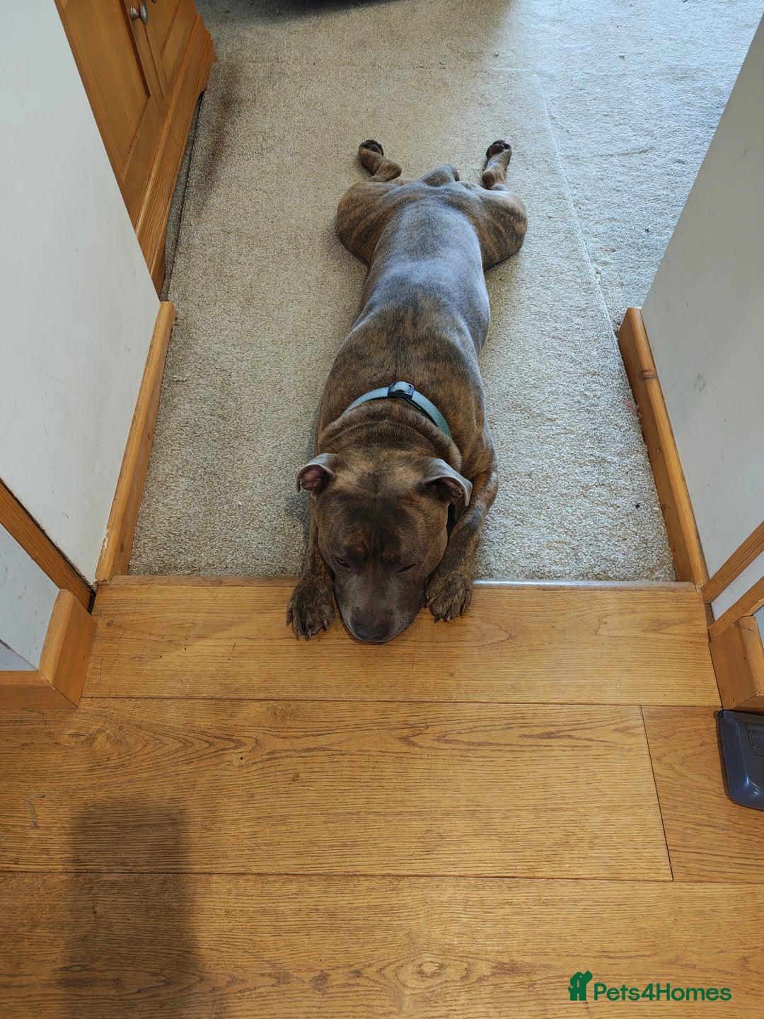 Staffordshire Bull Terrier dogs for stud: Blue/brindle Staffy  - Image 3